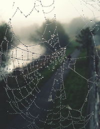 Close-up of spider web