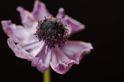 Close-up of wilted flower against black background