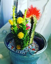 Close-up of potted plant