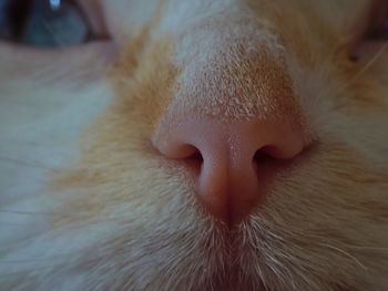 Close-up of cat 