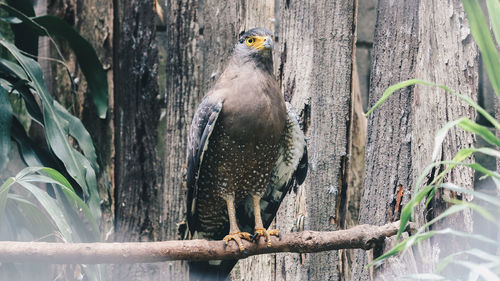 View of birds perching on tree trunk