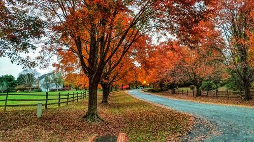 Trees in autumn