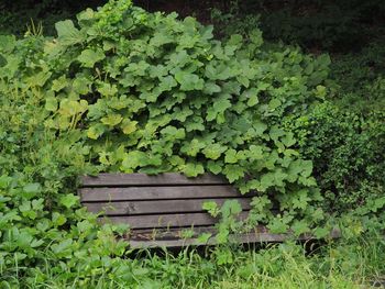 Ivy growing on bench in park