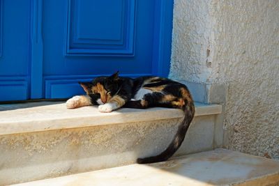 Cat sleeping in front of door