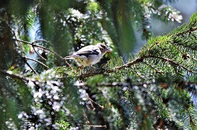 Birds perching on pine tree