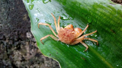 Close-up of insect on leaf