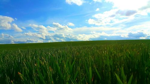 Scenic view of wheat field against sky