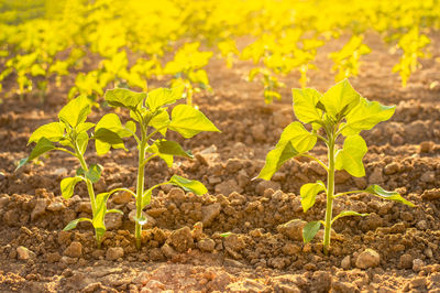 Plant growing on field