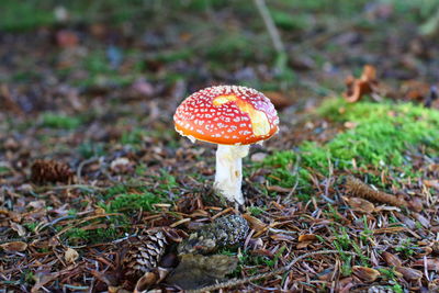 Close-up of fly agaric mushroom growing in forest