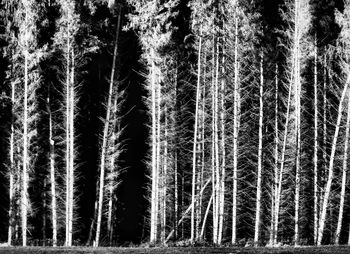 Close-up of snow covered trees in forest