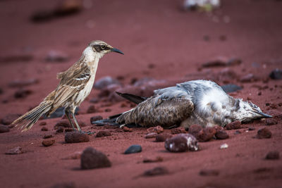 Galapagos mockingbird watching dead bird on beach