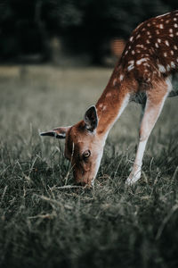 View of deer grazing on field