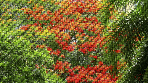 Full frame shot of red flowering plants