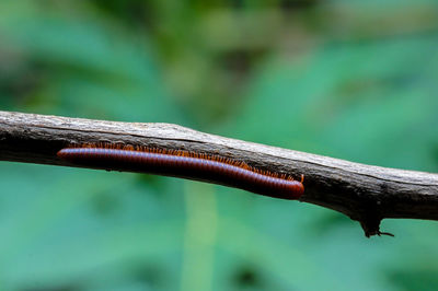 Close-up of lizard on railing