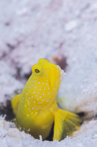 Close-up of yellow fish in sea