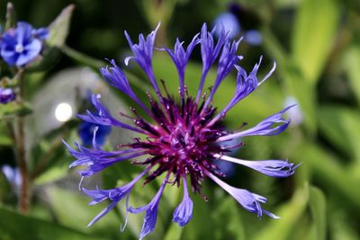 Close-up of purple flowering plant