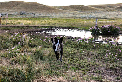 Portrait of dog on field