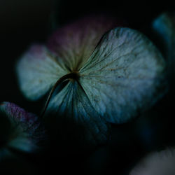 Close-up of white flower