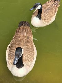 High angle view of birds swimming in lake