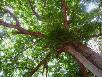 Low angle view of trees in forest