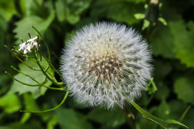 Close-up of white dandelion flower