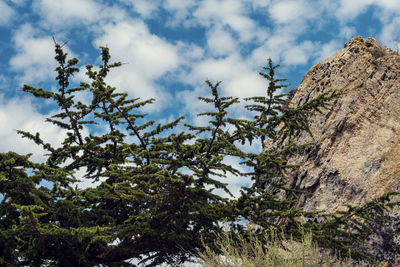 Low angle view of tree against sky