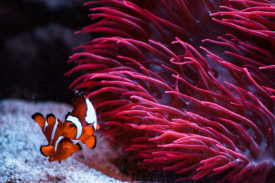Two clown fish floating next to anemone flower in aquarium