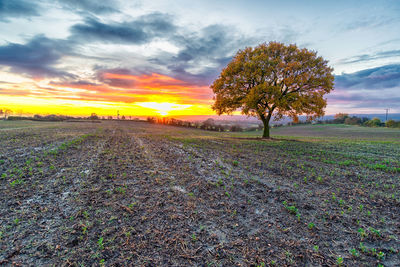 Scenic view of field against sky during sunset