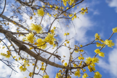 Low angle view of tree against sky