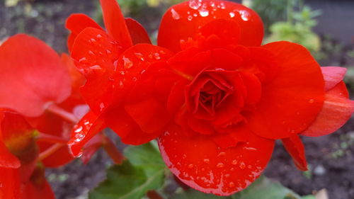 Close-up of wet red poppy blooming outdoors