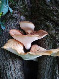 Close-up of mushrooms growing on tree trunk