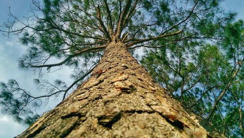 Low angle view of tree trunk