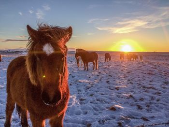 Horses standing on snow covered field against sky during sunset