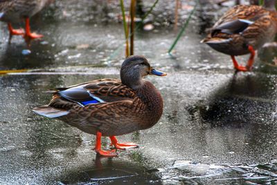 Mallard ducks swimming on lake