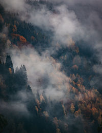 Scenic view of forest against sky