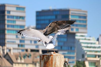 Seagulls flying in a building