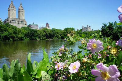 View of flowering plants in water