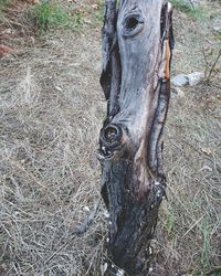 High angle view of tree trunk on field