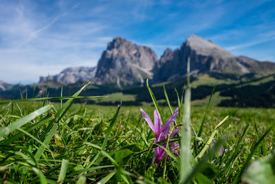 Scenic view of purple crocus flowers on field
