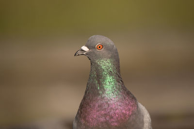 Close-up of pigeon