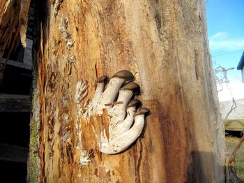 Close-up of lizard on tree