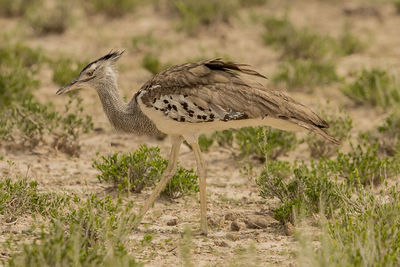 Close-up of bird standing on land