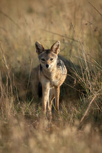 Black-backed jackal walks towards camera through grass