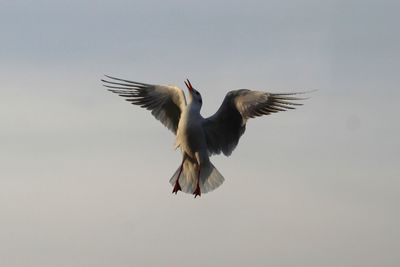 Bird flying in the sky