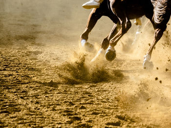 Low section of horse running on sand