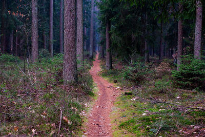 Dirt road amidst trees in forest