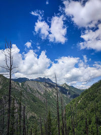 Low angle view of trees and mountains against sky