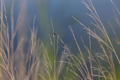 Close-up of grass on field against sky