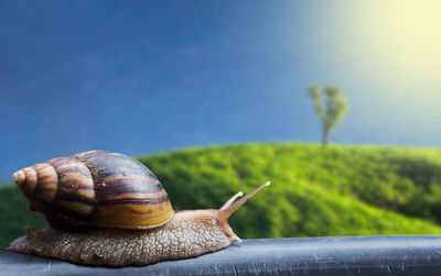 Close-up of snail on railing