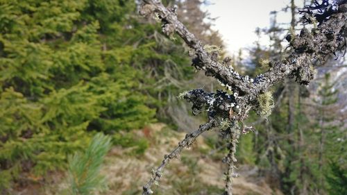 Close-up of spider web on tree